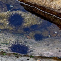 Sea Urchins of Playa Ratjada, close to the border to Nicaragua